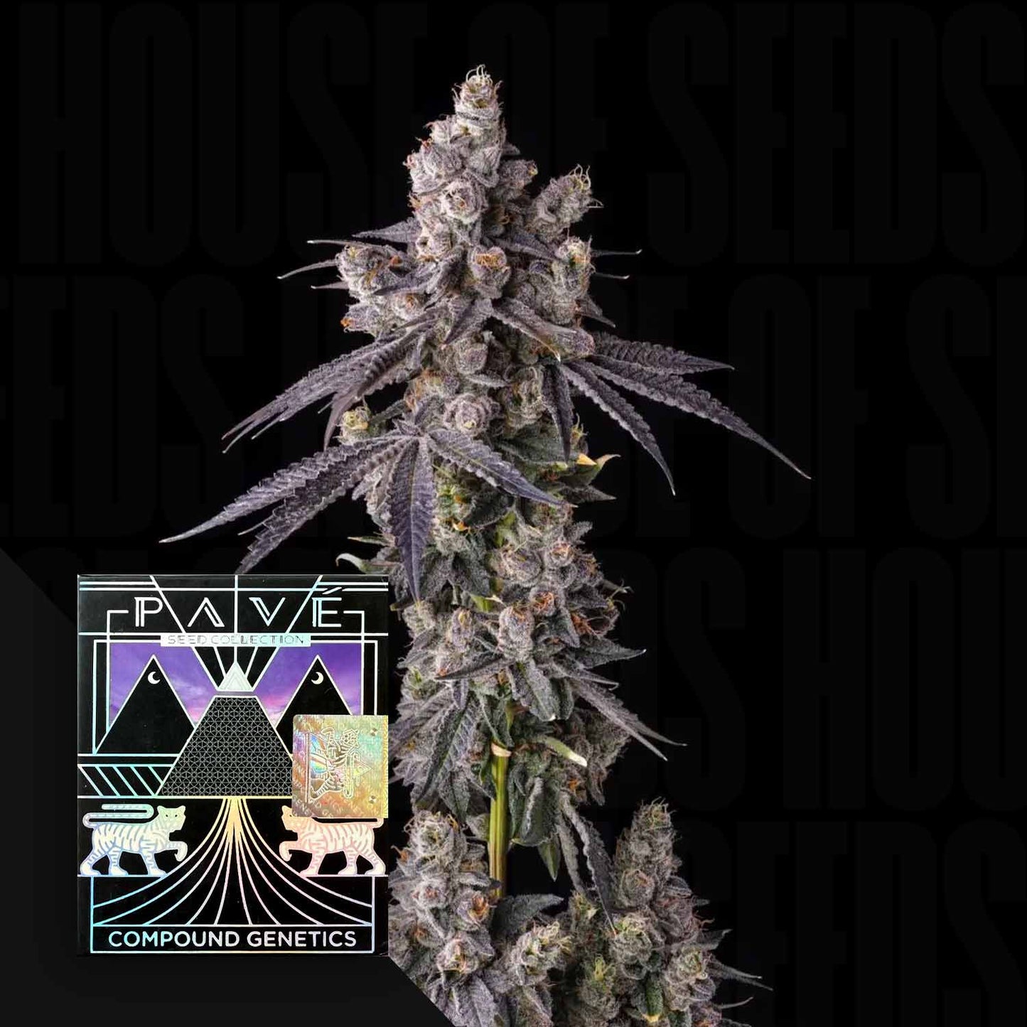 Blueberry