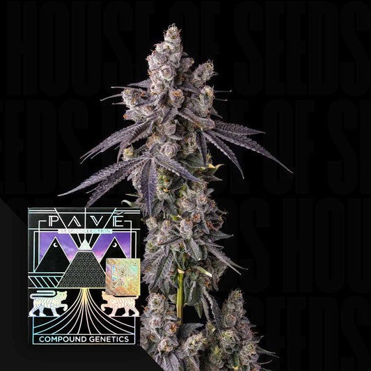 Blueberry