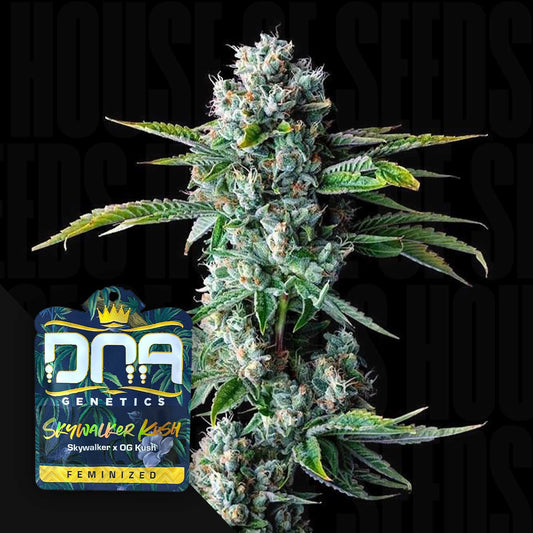 Skywalker Kush