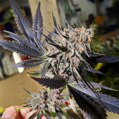Blueberry
