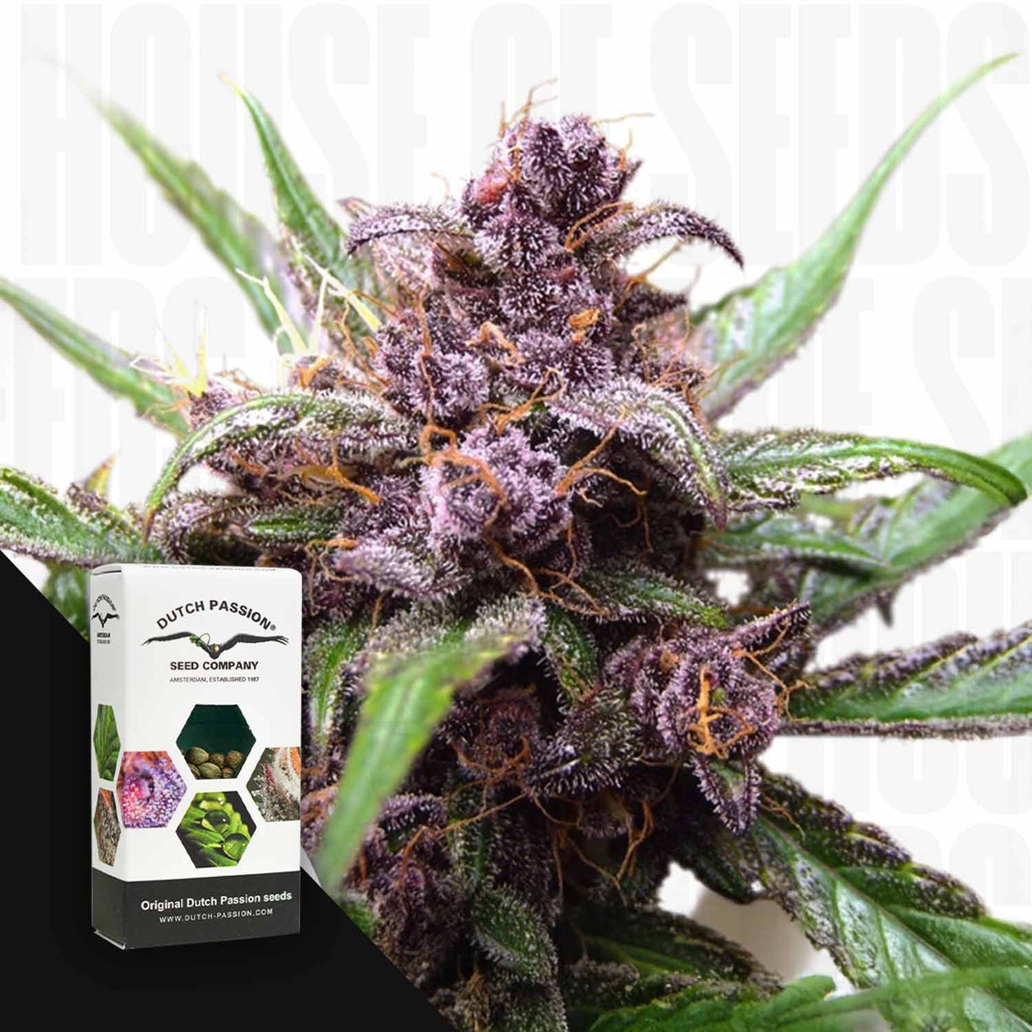 Auto Blackberry Kush