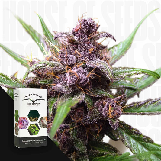 Auto Blackberry Kush