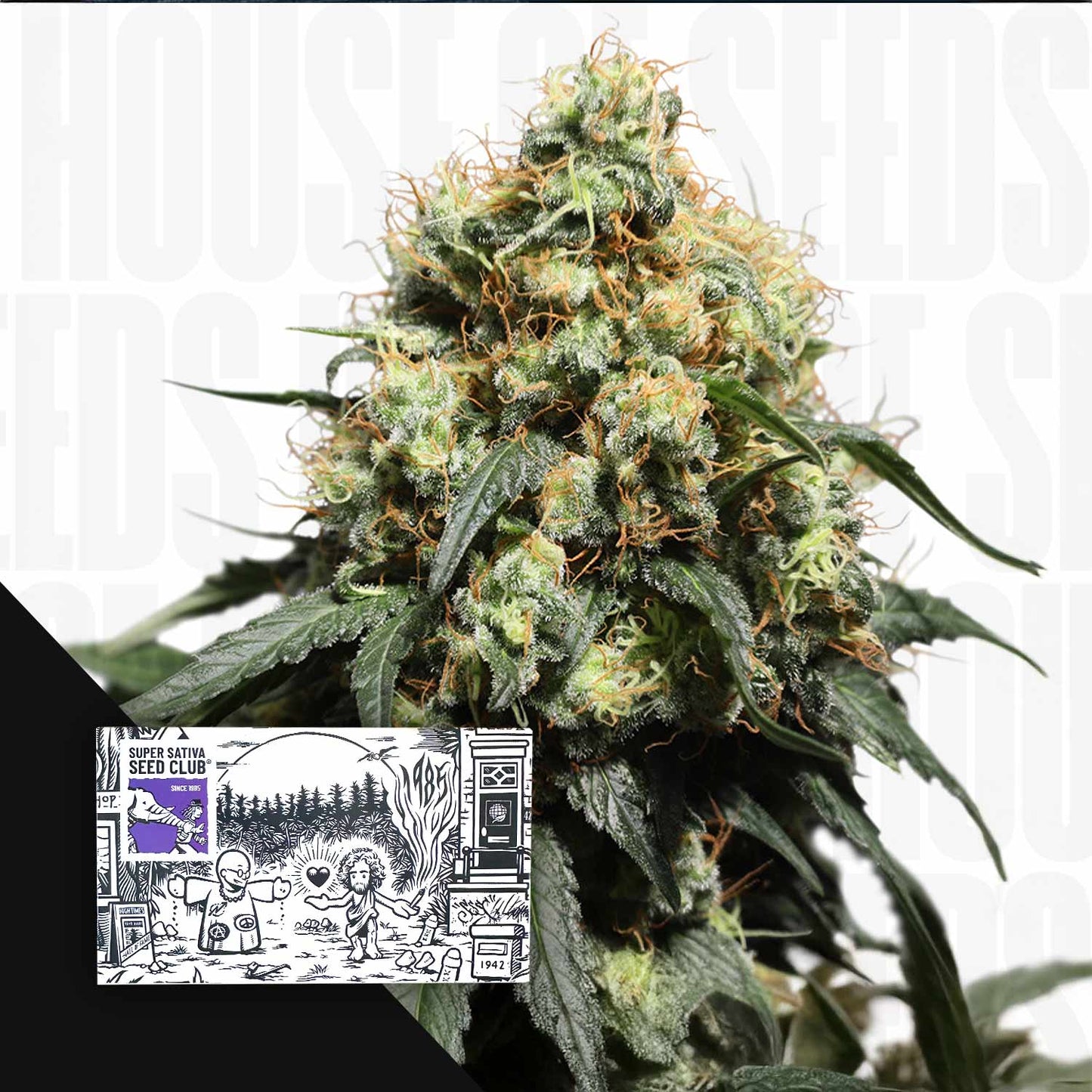 Bruce Lemon Diesel