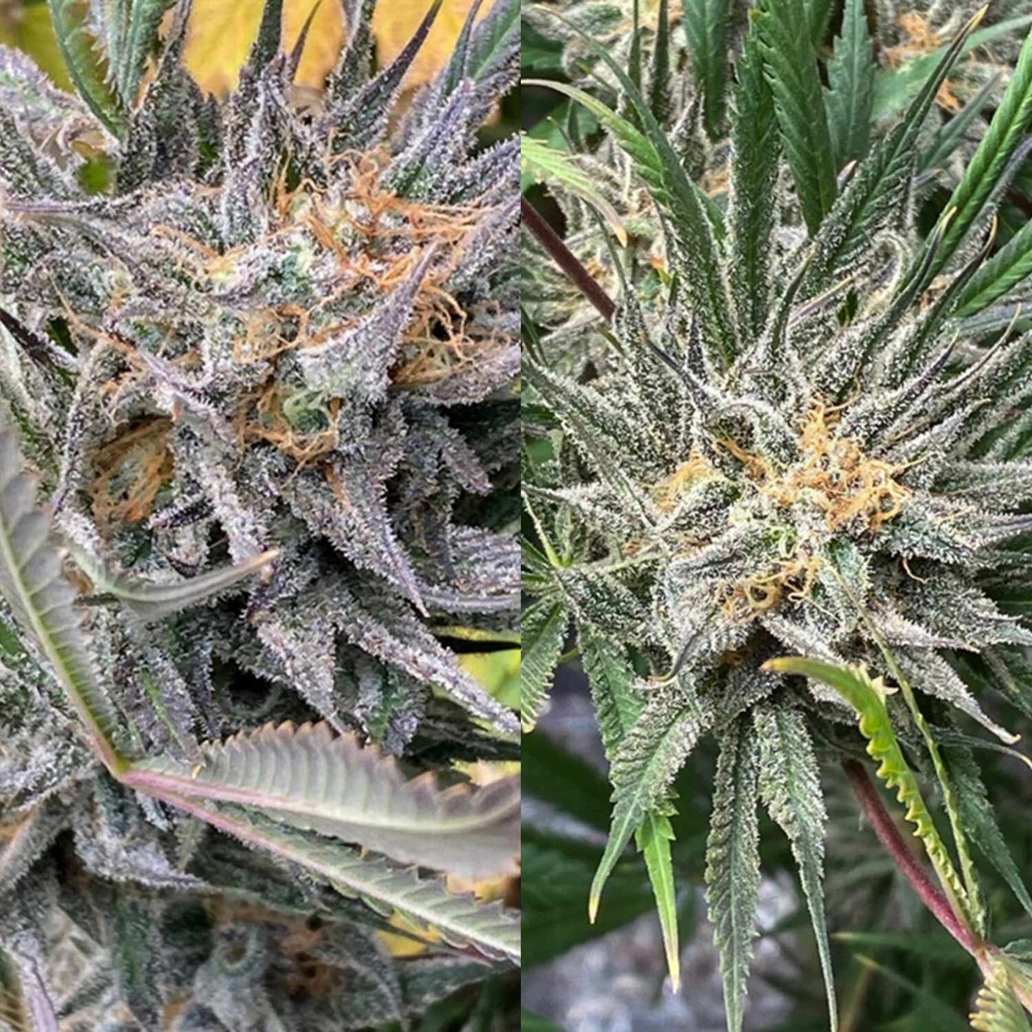 Bruce Lemon Diesel