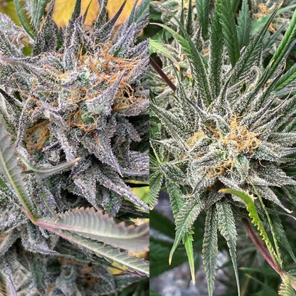 Bruce Lemon Diesel