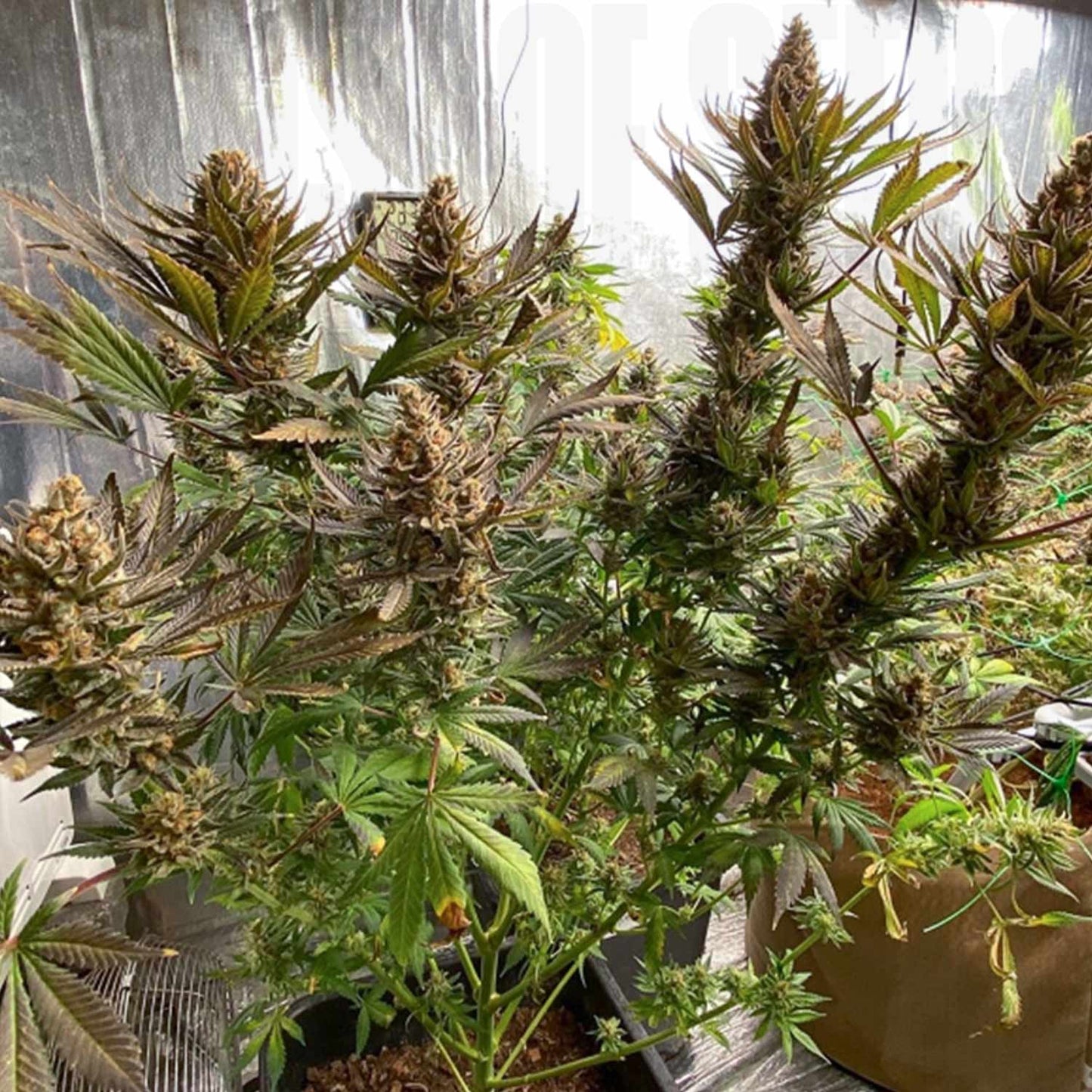 Bruce Lemon Diesel