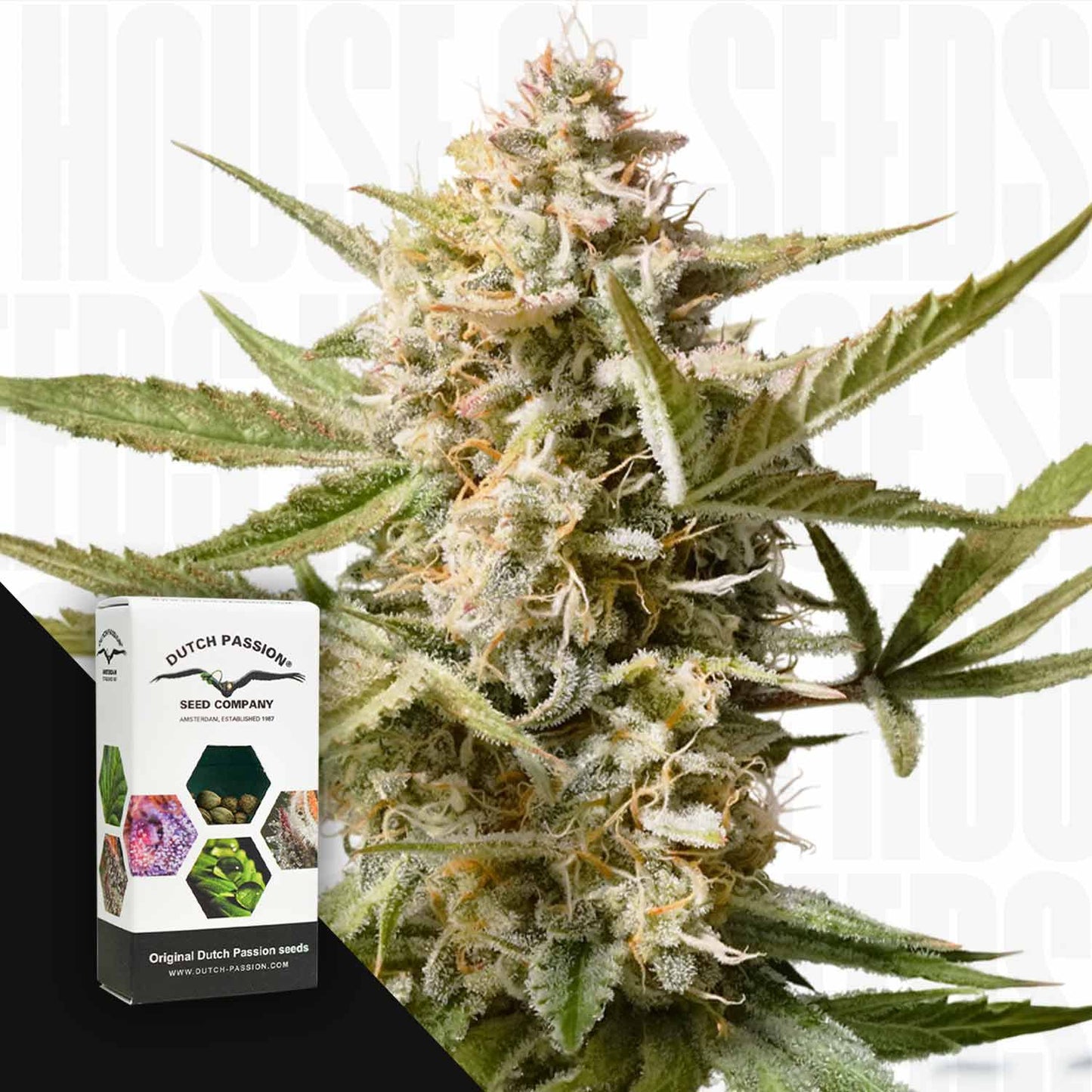 Auto Cinderella Jack