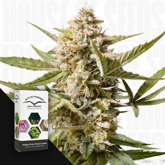 Auto Cinderella Jack