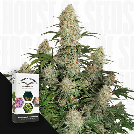 Auto Critical Orange Punch