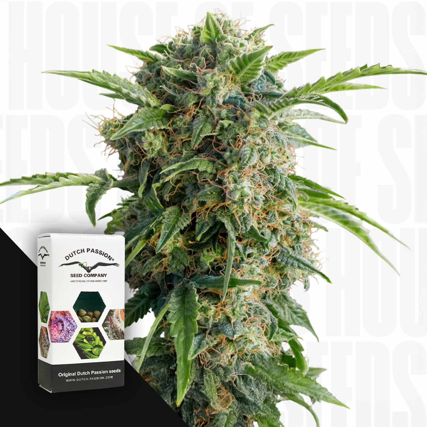 Selected Variant Image