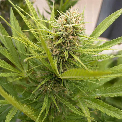 Durban Poison