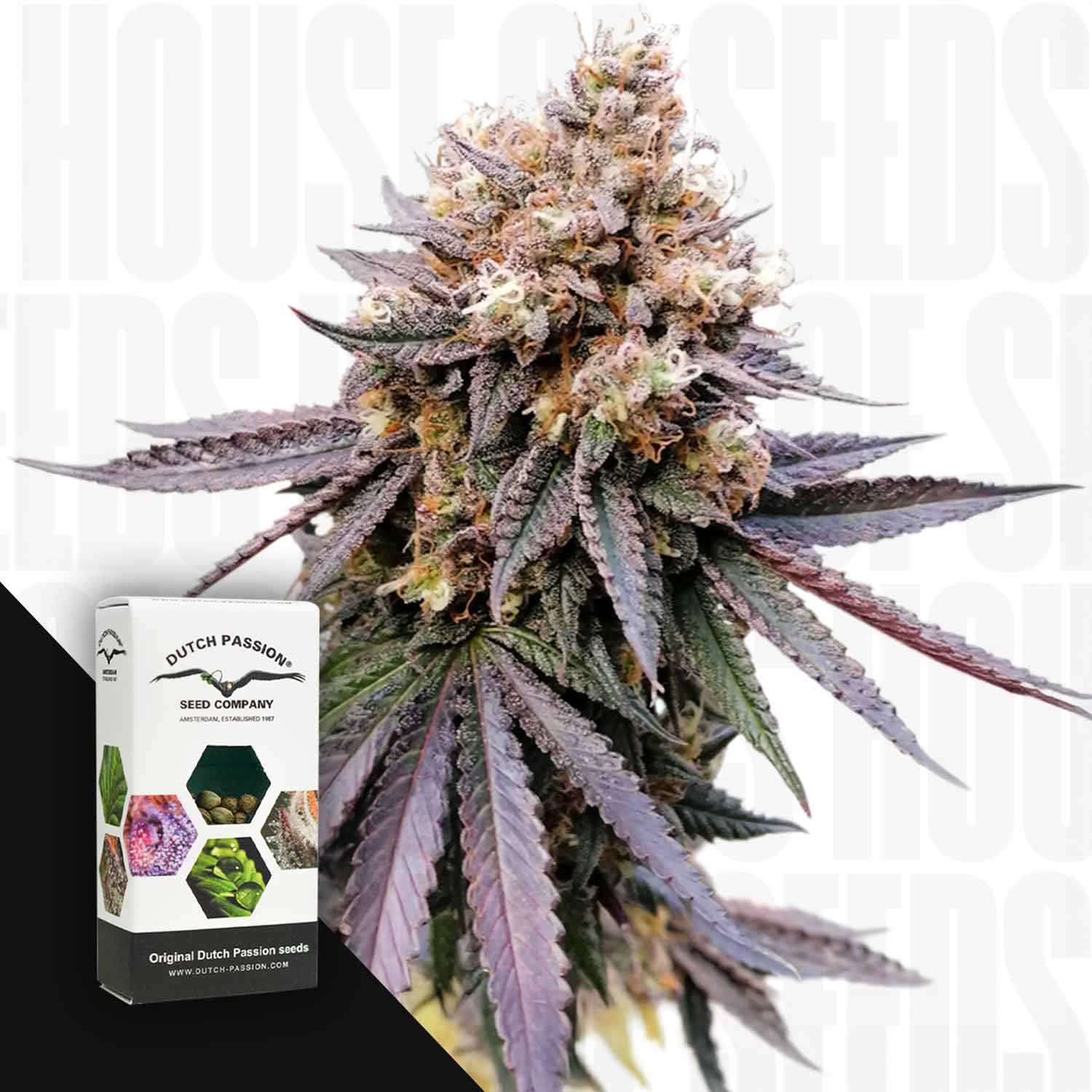 Selected Variant Image