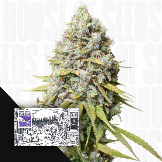 Kosher Haze