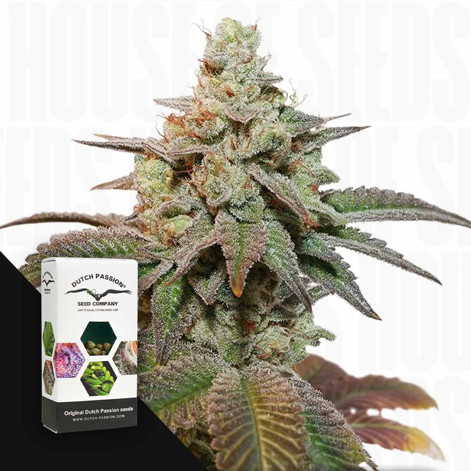 Selected Variant Image