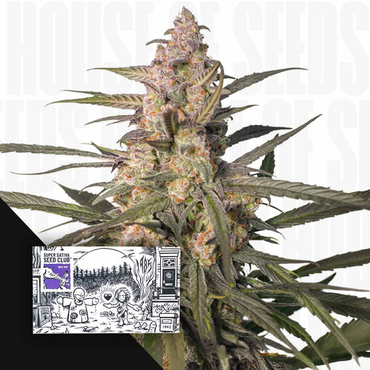 Auto Northern Dragon Fuel