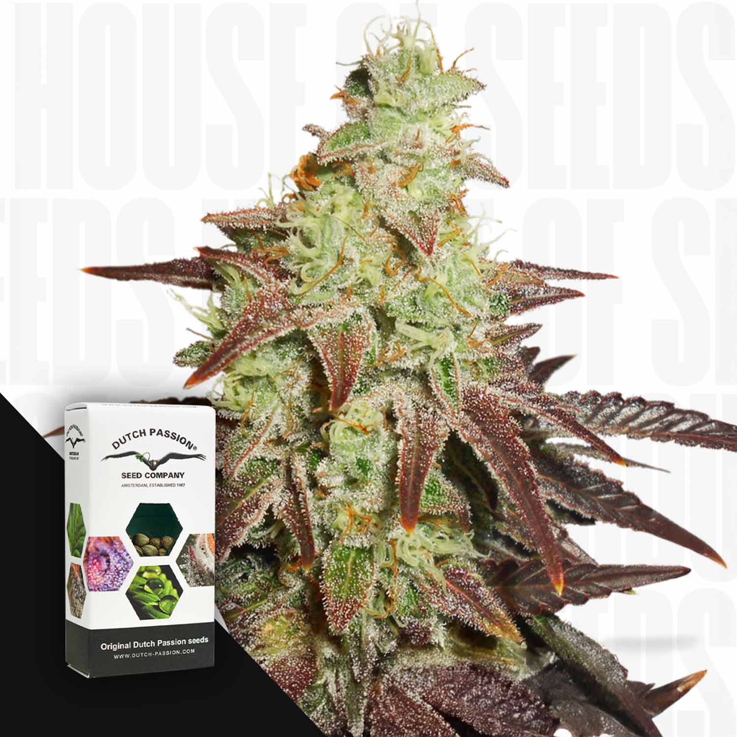 Selected Variant Image