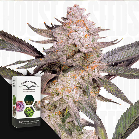 Orange Bud 2.0