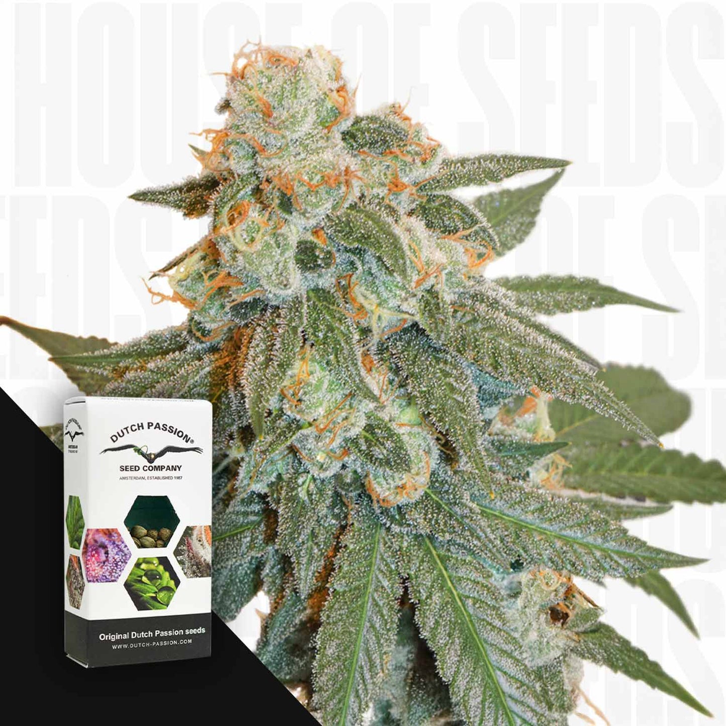 Auto Orange Bud