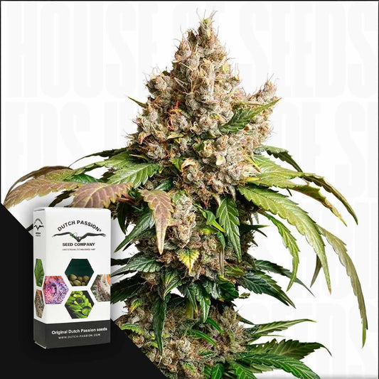 Auto Red Tropicana Cookies