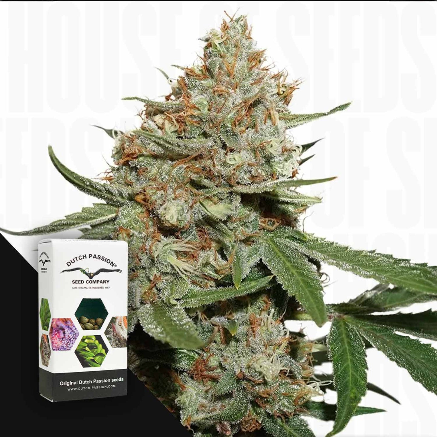 Skunk #11