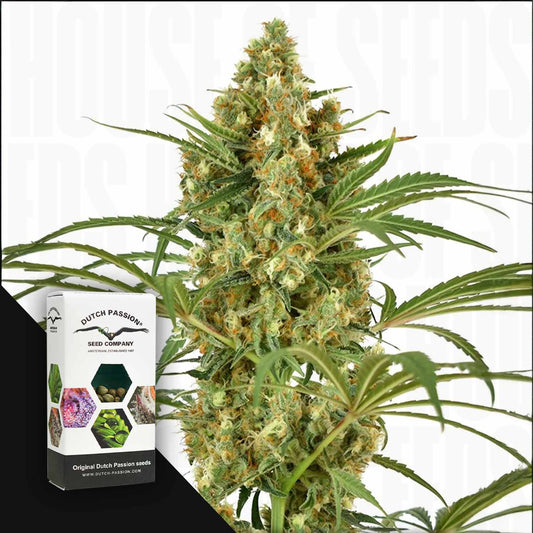 SnowBud
