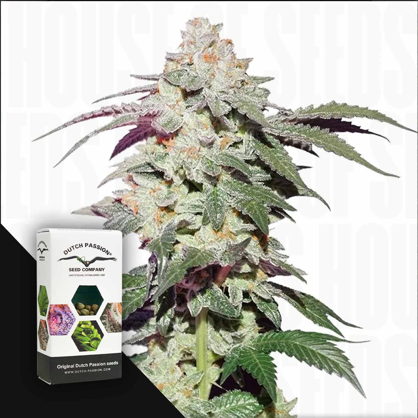 Skywalker Haze