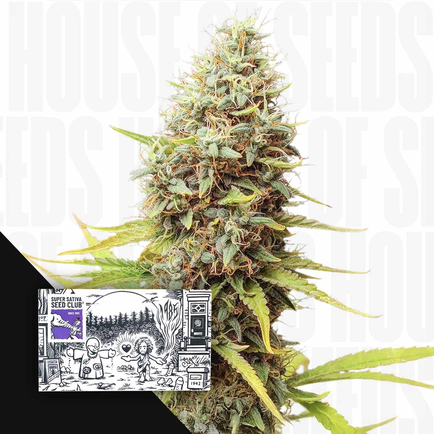 Sour Tangie Dawg