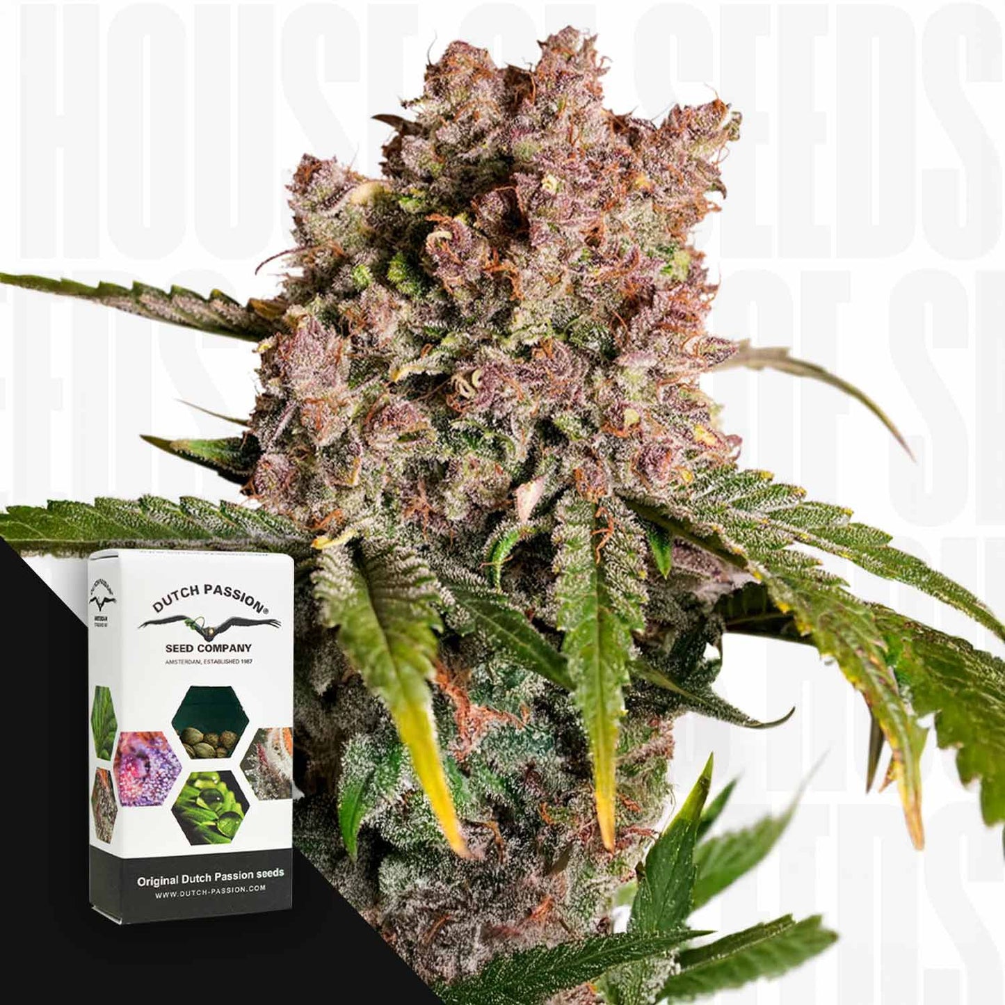 Auto Strawberry Soda