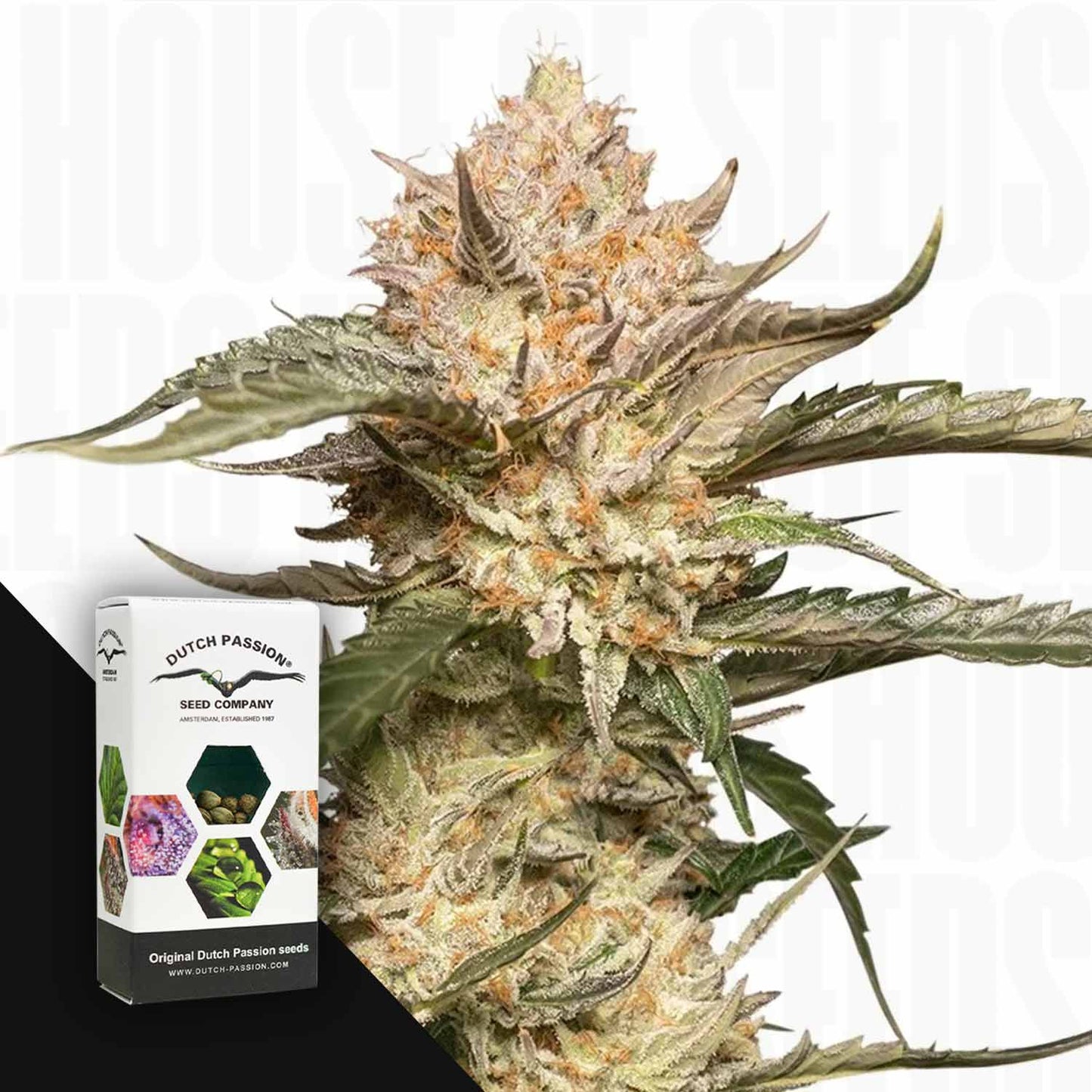 Auto Trichome & Cream