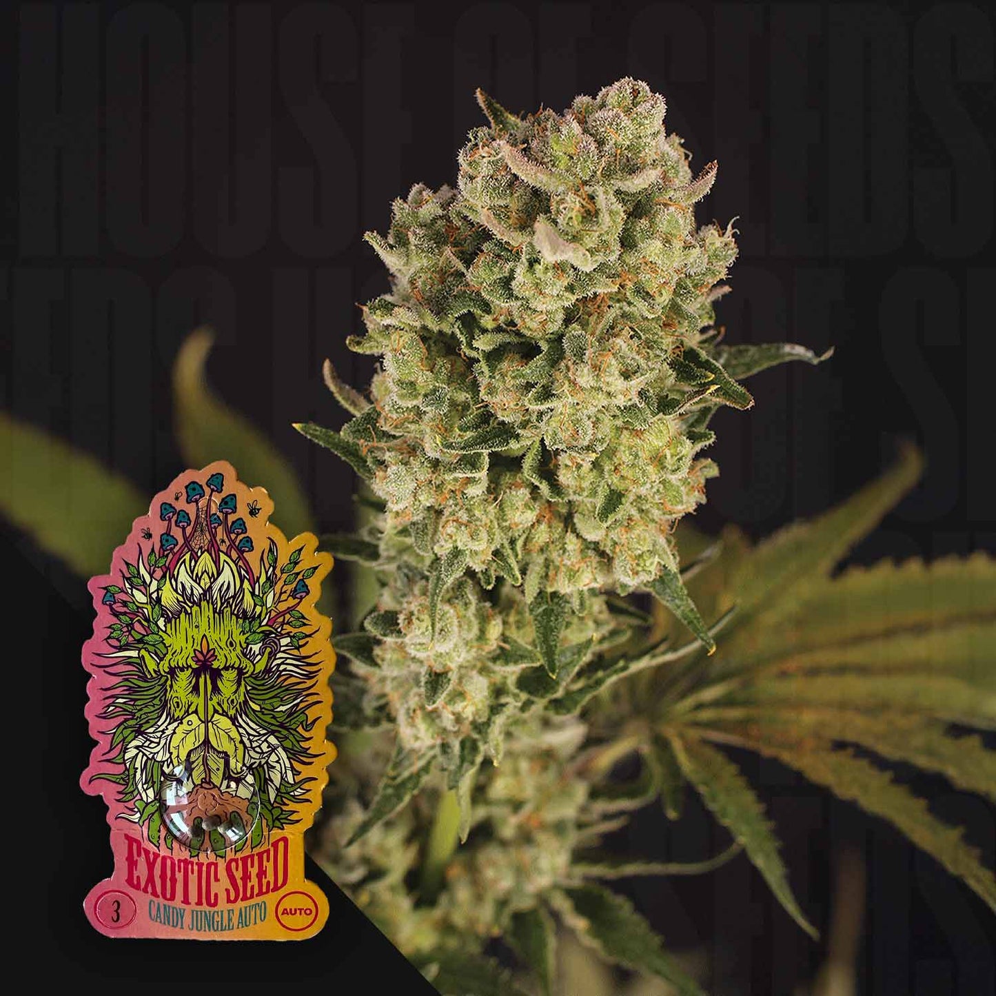 Candy Jungle Auto