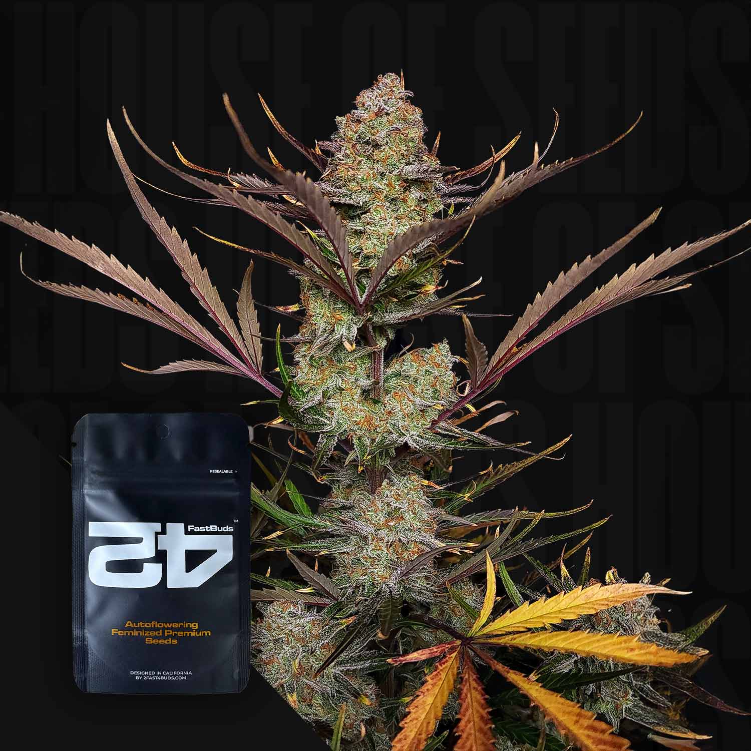 Selected Variant Image