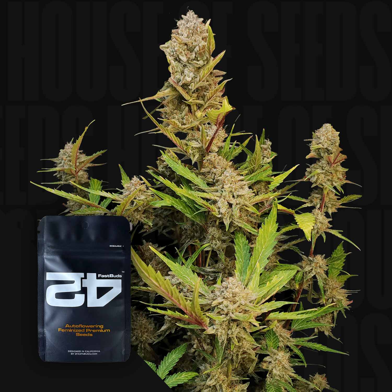 Selected Variant Image