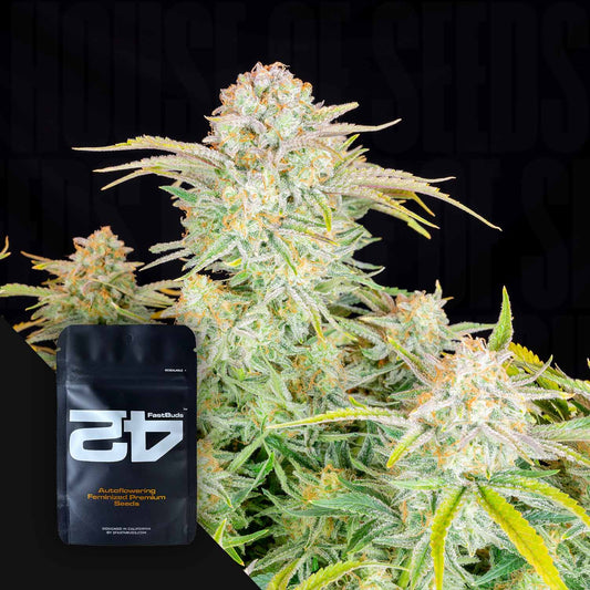 Bruce Banner Auto
