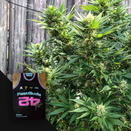 CBD Auto 1:1 (CBD Crack Auto)