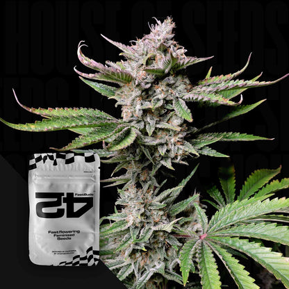 Cherry Cola Auto