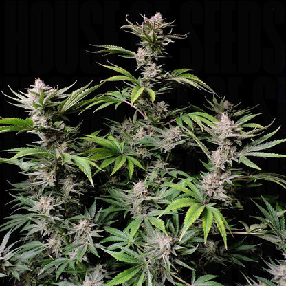 Cherry Cola Auto