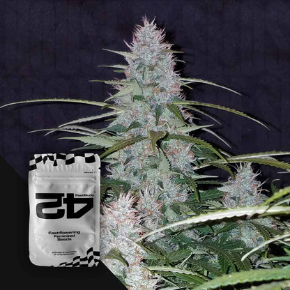 Californian Snow Auto