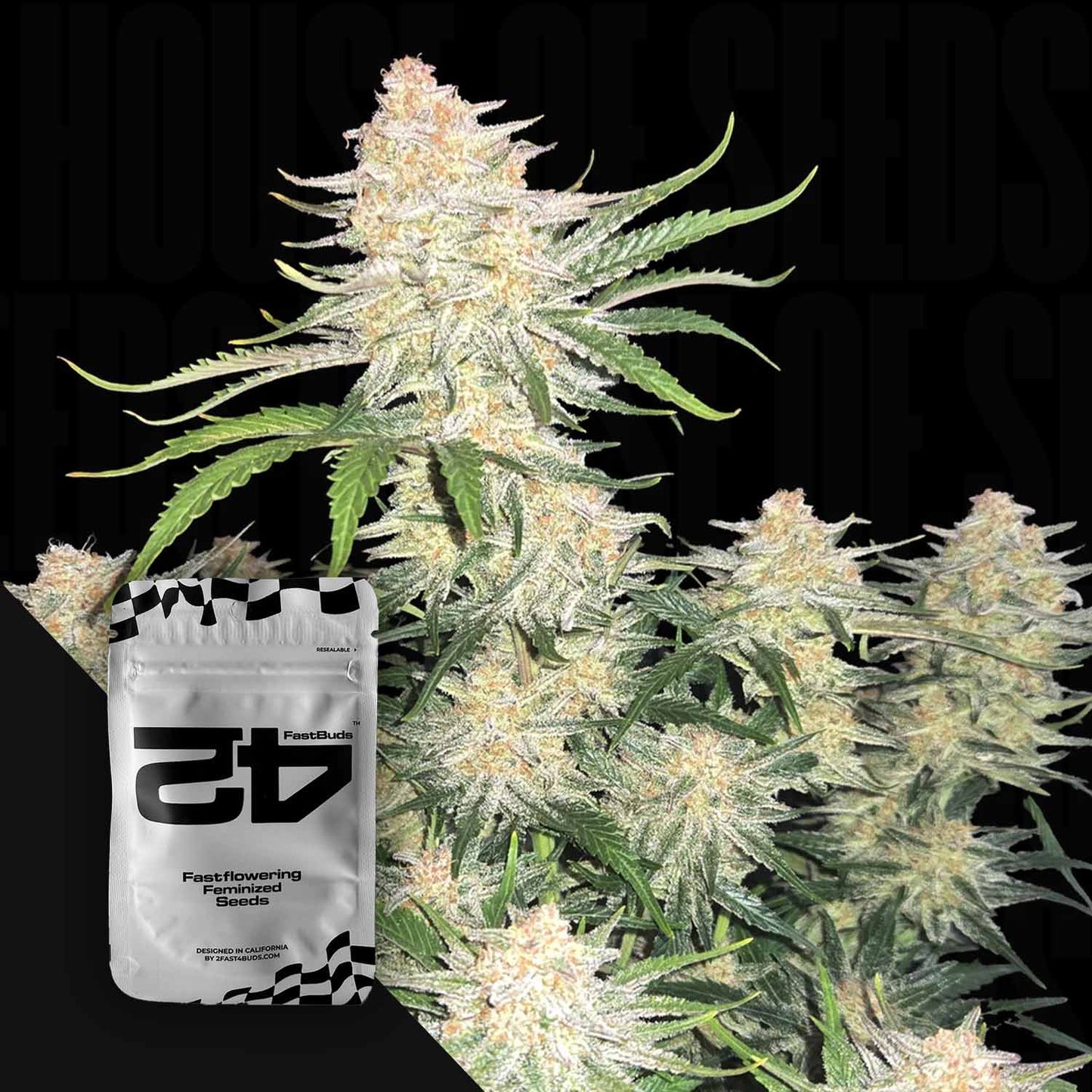Fastberry Auto