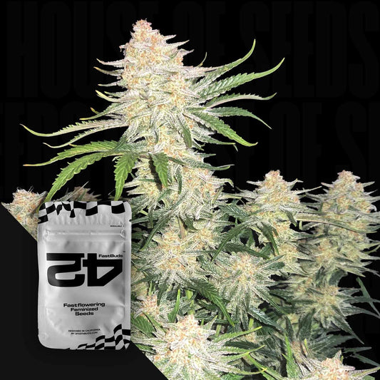 Fastberry Auto