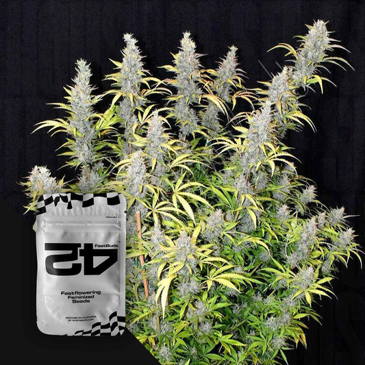 G14 Auto