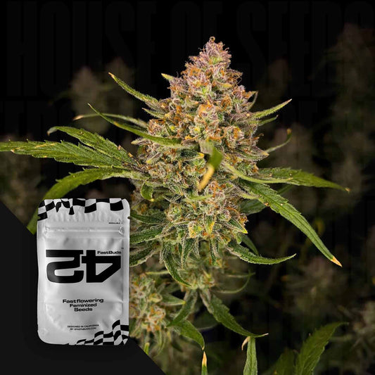 Guava Auto