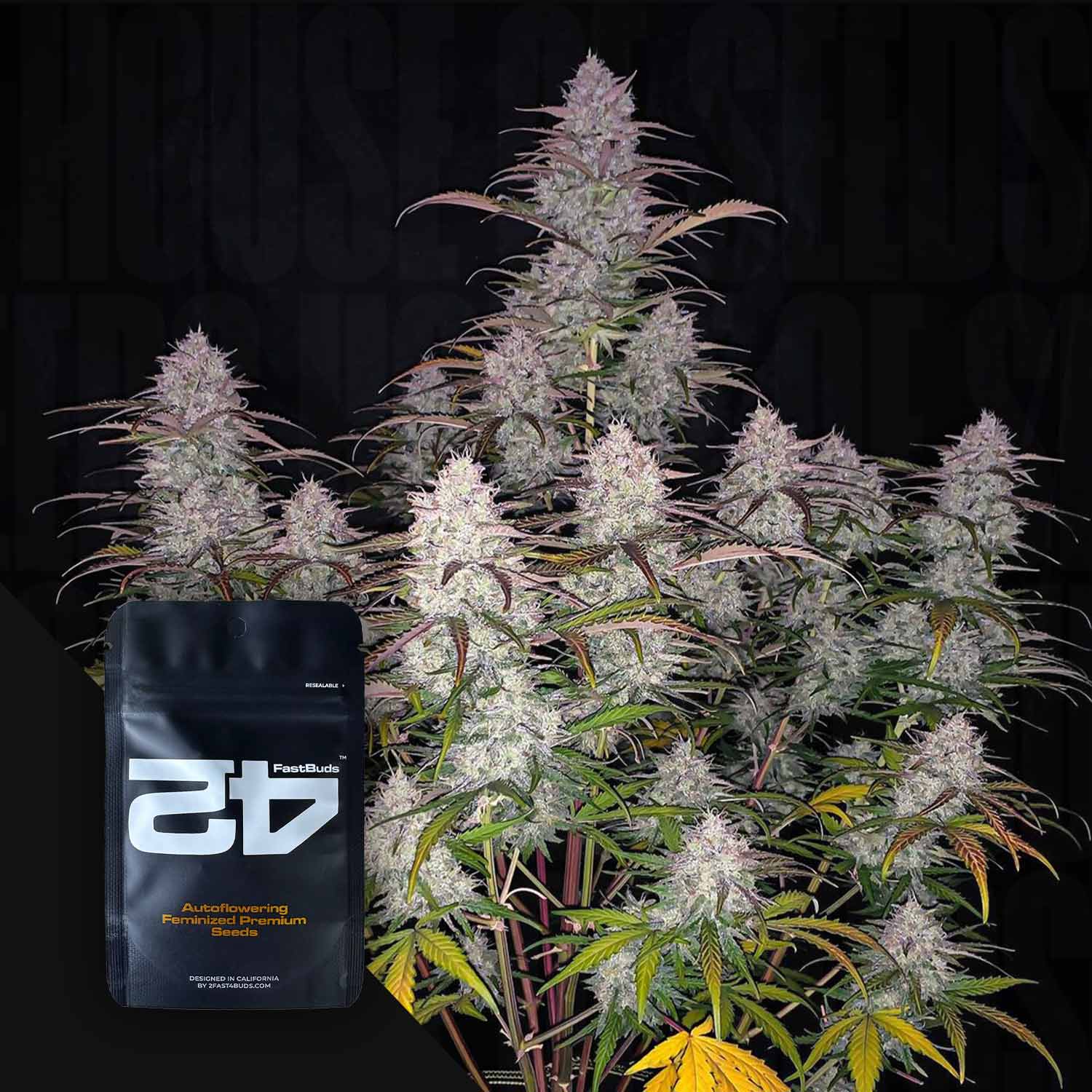 Selected Variant Image