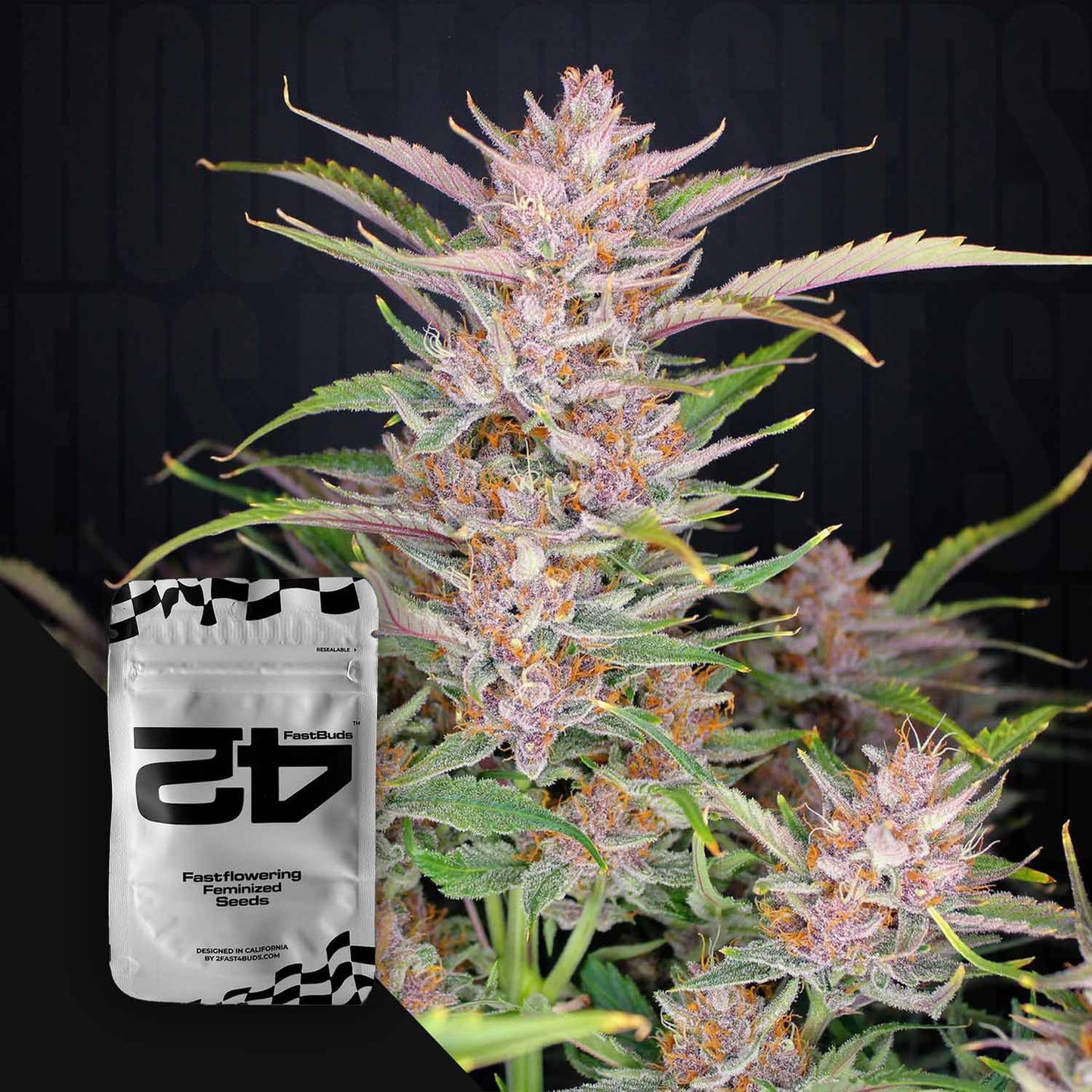 Gorilla Punch Auto