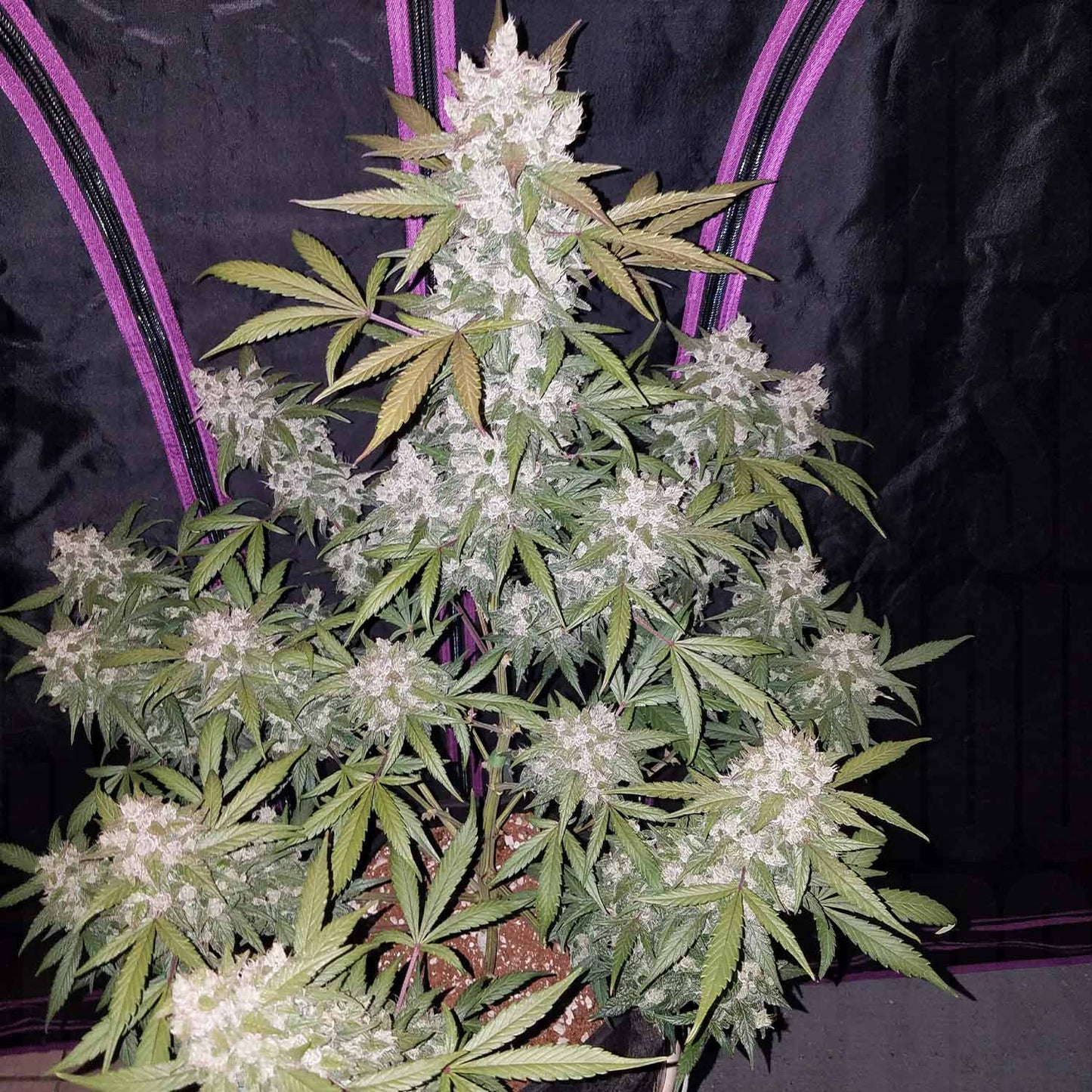 Girl Scout Cookies Auto