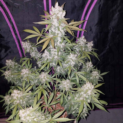 Girl Scout Cookies Auto