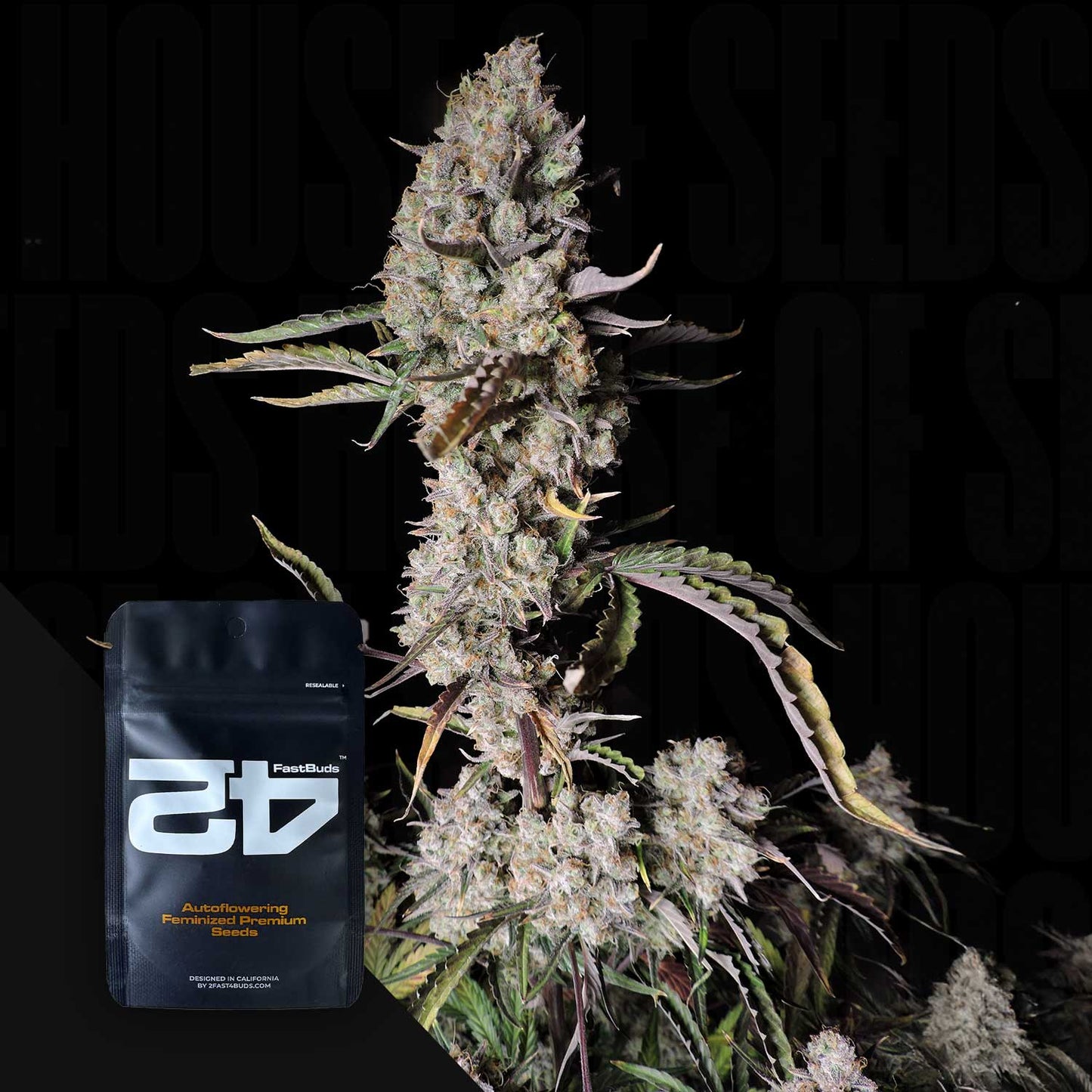 Gorilla Z Auto