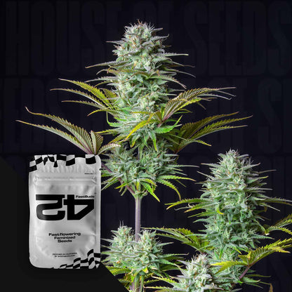 Kosher Cake Auto