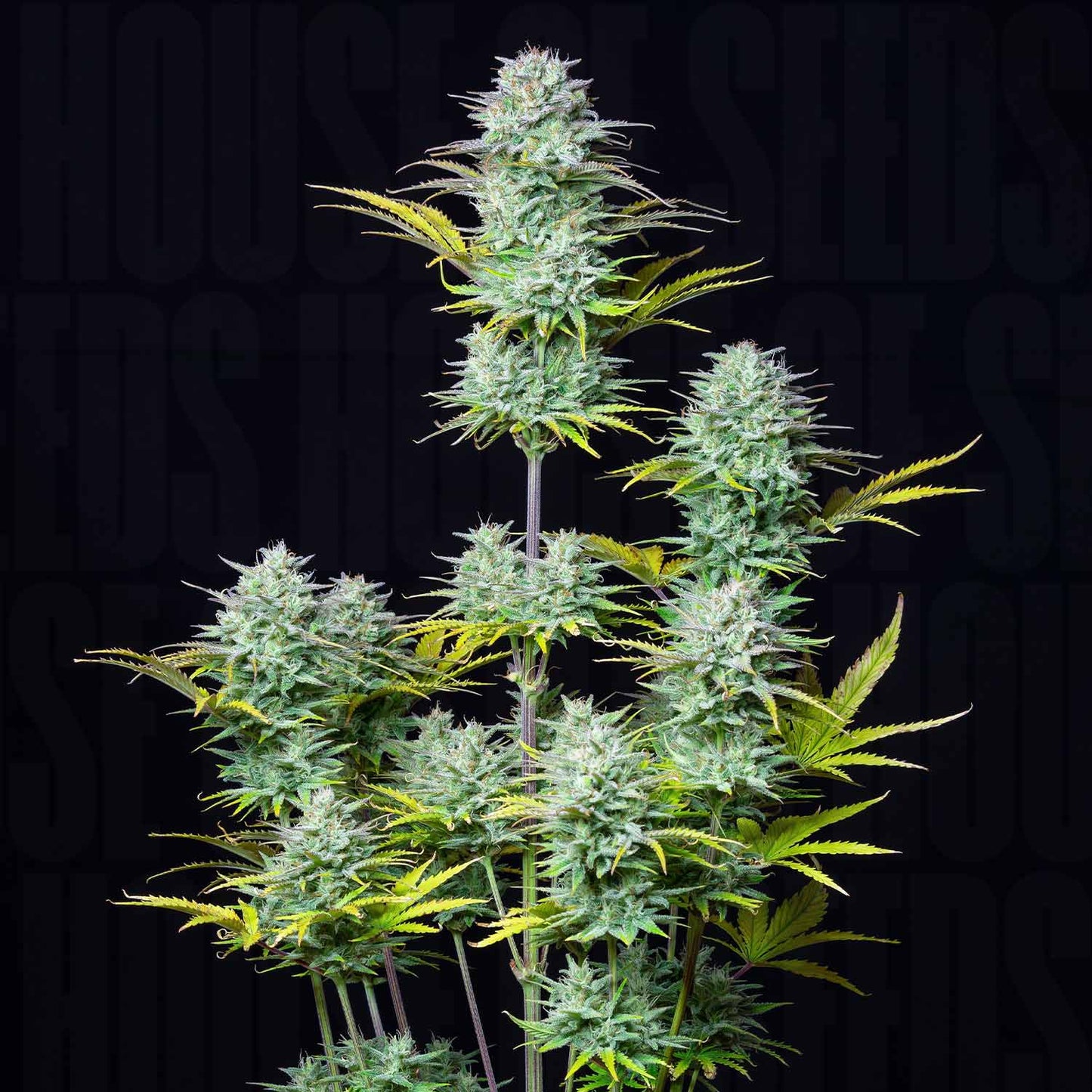 Kosher Cake Auto