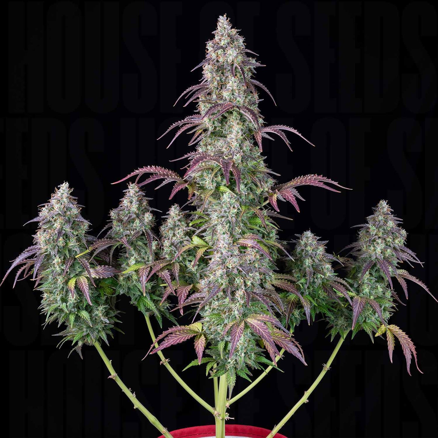 Lemon Pie Auto