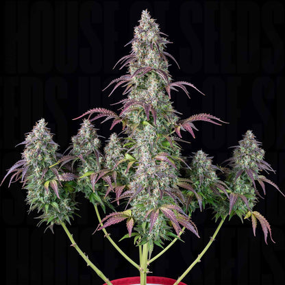 Lemon Pie Auto